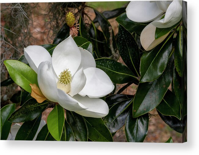 Southern Magnolia Acrylic Print featuring the photograph Southern Magnolia Flower by Bradford Martin