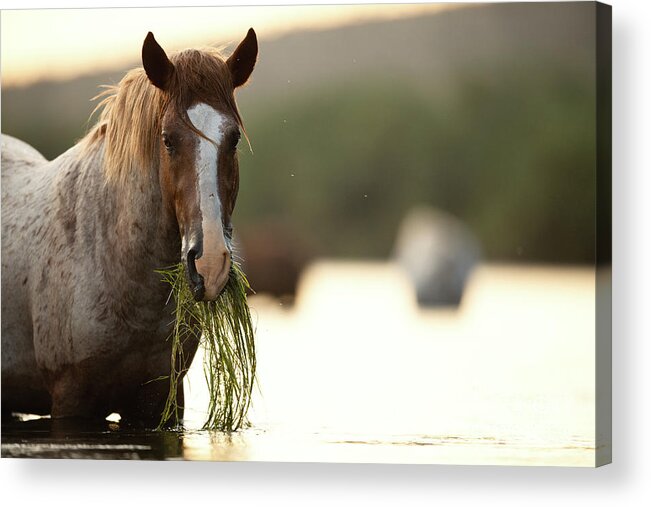 Salt River Wild Horses Acrylic Print featuring the photograph Spaghetti by Shannon Hastings