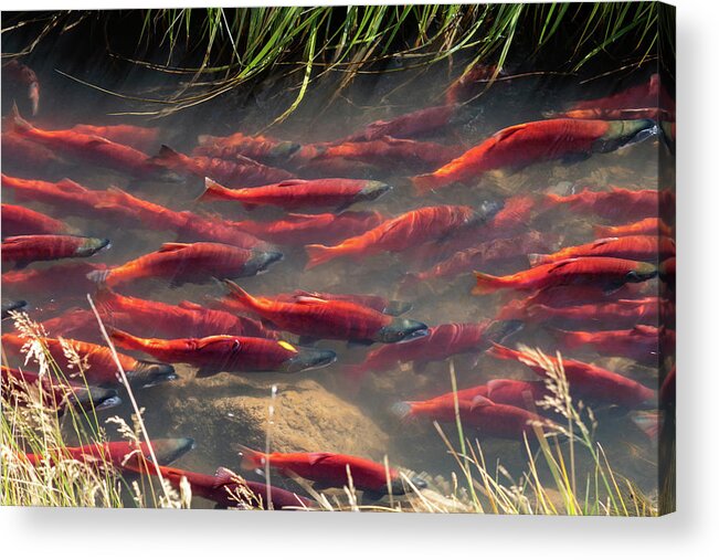 Salmon Acrylic Print featuring the photograph Spawning School by Wesley Aston