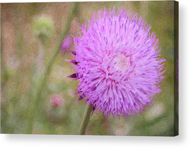 Purple Acrylic Print featuring the photograph Spear Thistle by Carolyn Ann Ryan