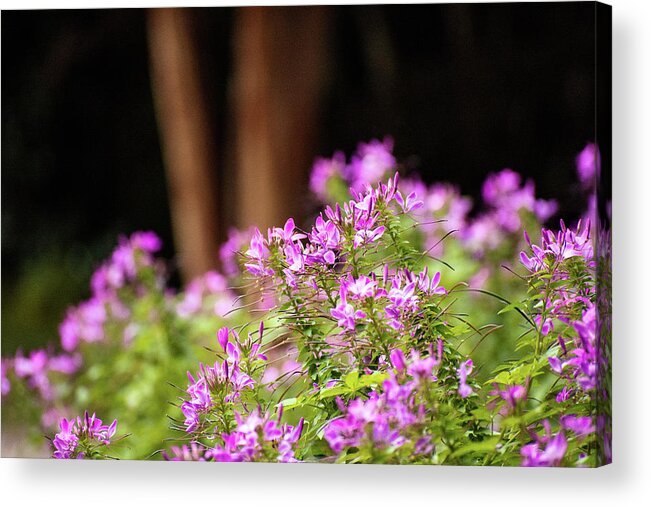 Spider Flower Acrylic Print featuring the photograph Spider Flowers by Mary Ann Artz