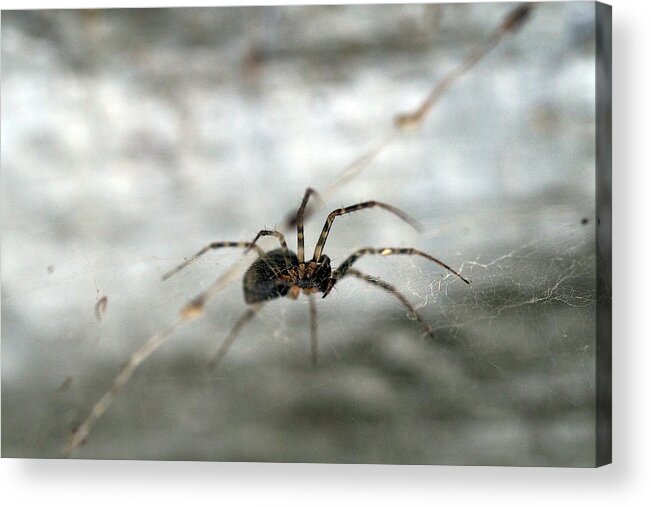 Spider Acrylic Print featuring the painting Spider on its web by Sv Bell