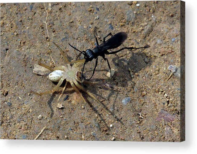 Tennessee Acrylic Print featuring the photograph Spider Wasp And Prey by Jennifer Robin