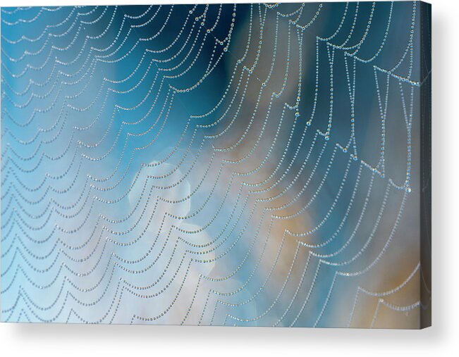 Arachnids Acrylic Print featuring the photograph Spider's Jewelry by Robert Potts