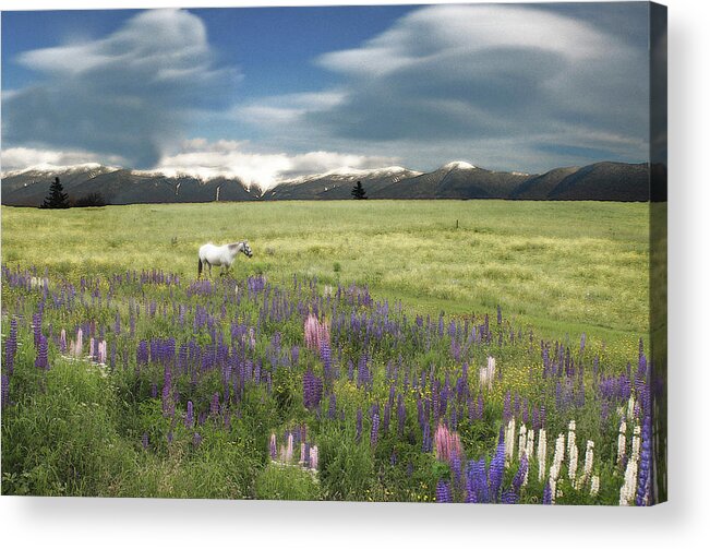 Pony Acrylic Print featuring the photograph Spirit Pony in High Country Lupine Field by Wayne King