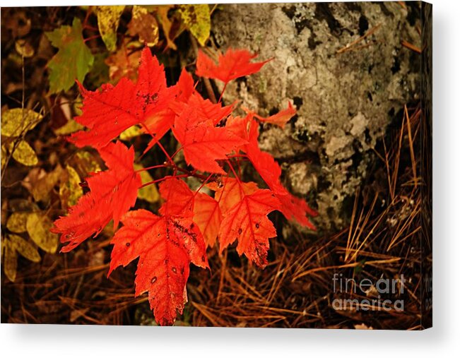 Landscape Acrylic Print featuring the photograph Splash of Autumn by Larry Ricker