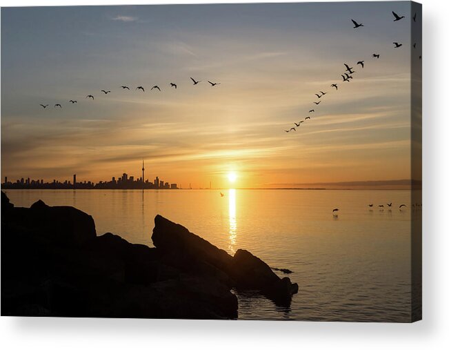 Splendid Sunrise Acrylic Print featuring the photograph Splendid Sunrise with Birds - Toronto Skyline with Free Flying Cormorants by Georgia Mizuleva