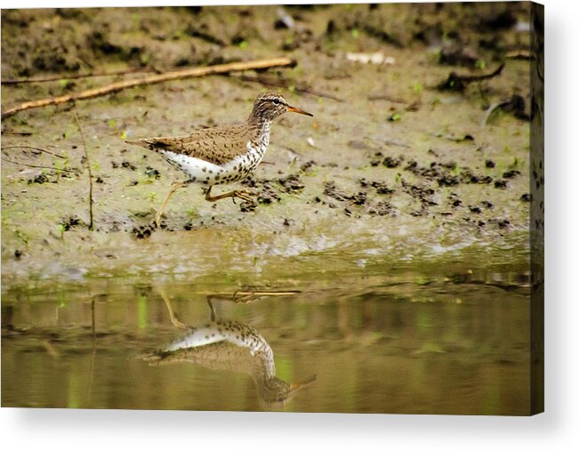 Pomona Lake Acrylic Print featuring the photograph Spotted Sandpiper by Jeff Phillippi