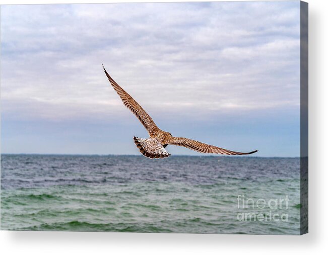 Birds Acrylic Print featuring the photograph Spread your Wings... and fly away. by Daniel M Walsh