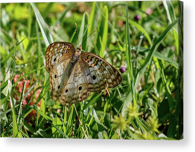 Butterfly Acrylic Print featuring the photograph Spreading my wings by Les Greenwood