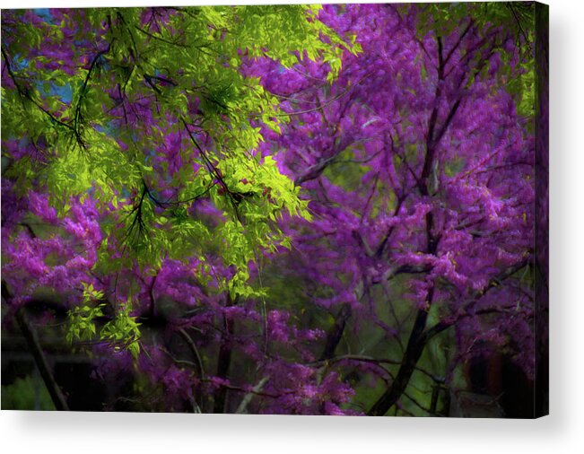 Purple Acrylic Print featuring the photograph Spring Arrives by Jim Signorelli