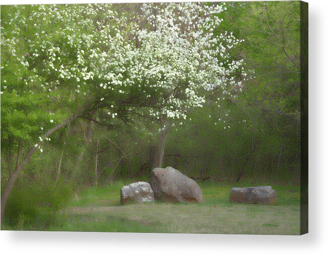 Blooming Tree Acrylic Print featuring the photograph Spring Blooms by Lana Trussell