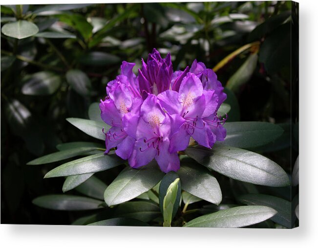 Close Up Color Photography Of A Rhododendron Blossom. Acrylic Print featuring the photograph Spring Blossom by Geoff Jewett