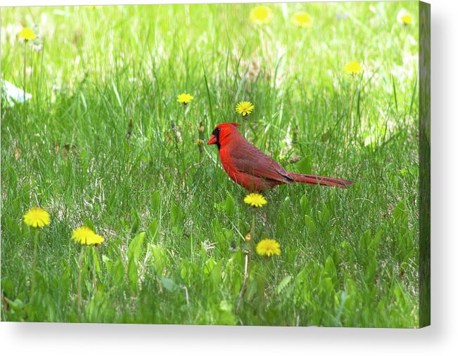 Bird Acrylic Print featuring the photograph Spring Cardinal by Geoff Jewett