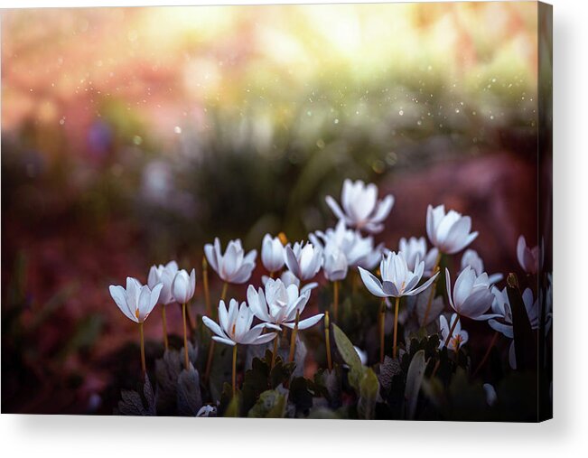 Spring Flowers Acrylic Print featuring the photograph Spring flowers 6 by Lilia S