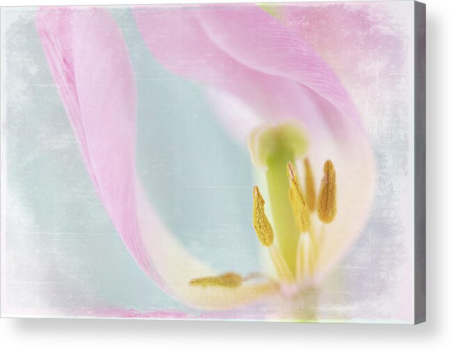 Tulip Acrylic Print featuring the photograph Spring Grace by Jill Love