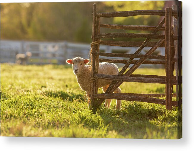 Sheep Acrylic Print featuring the photograph Spring Lamb in the Late Afternoon by Rachel Morrison