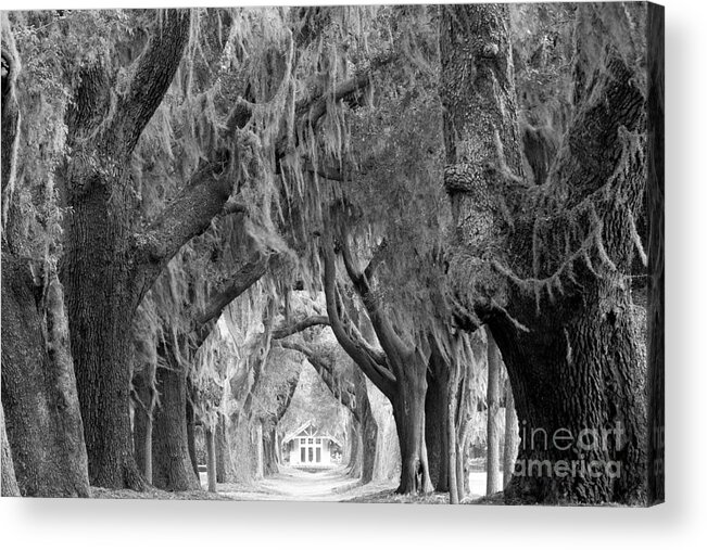 Avenue Of The Oaks Acrylic Print featuring the photograph Spring Morning At St. Simonds Oak Tunnel Black And White by Adam Jewell