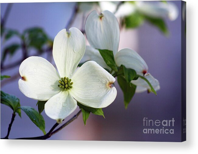 Dogwood; Dogwood Blossom; Dogwood Blossoms; Blossom; Blossoms; Tree; Dogwood Tree; Raindrops; Flower; Purple; Lavender; Blue; White; White Flower; White Blossom; Wet; Water; Water Drops; Horizontal; Macro; Floral; Botanical Acrylic Print featuring the photograph Spring Rain on Dogwood Blossoms by Tina Uihlein
