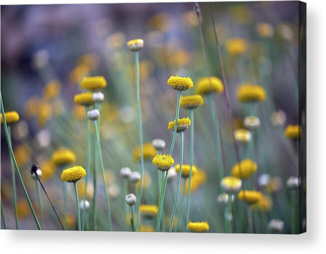 Color Acrylic Print featuring the photograph Spring time. Happy Valley by Guido Montanes Castillo