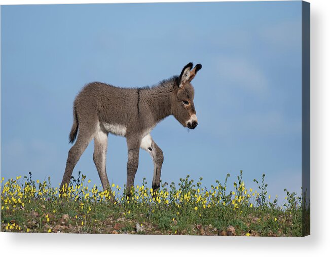 Wild Burros Acrylic Print featuring the photograph Spring Time by Mary Hone