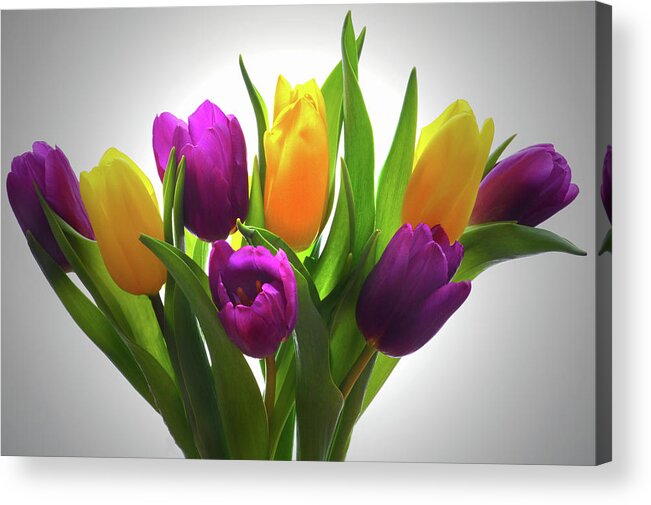 Tulips Acrylic Print featuring the photograph Spring Tulips by Terence Davis