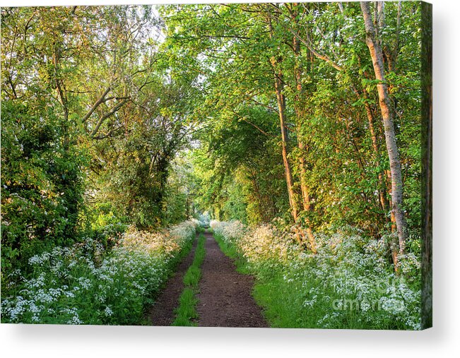 Spring Acrylic Print featuring the photograph Spring Walk by Tim Gainey