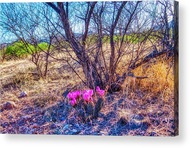 Springtine Acrylic Print featuring the photograph Springtime in Arizona by Tatiana Travelways
