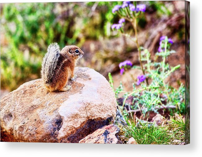 Nature Acrylic Print featuring the photograph Springtime in N America by Tatiana Travelways