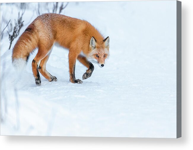 (vulpes Vulpes) Acrylic Print featuring the photograph Stalking Red Fox by James Capo