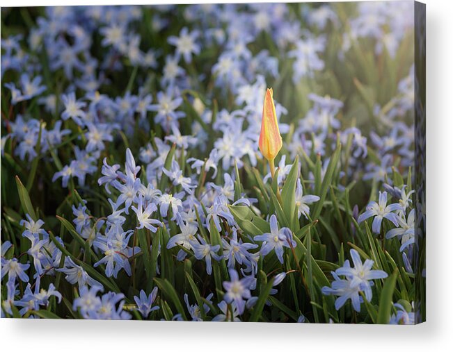 Flowers Acrylic Print featuring the photograph Stand Out by Scott Norris