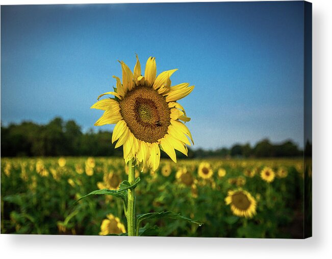 Sunflower Acrylic Print featuring the photograph Standing Tall by Penny Miller