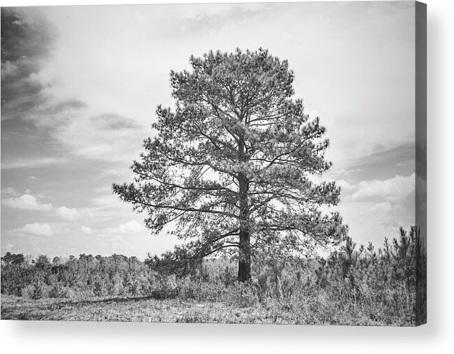 Tree Acrylic Print featuring the photograph Standing Tall - Single Tree in a Vacant Field by Bob Decker