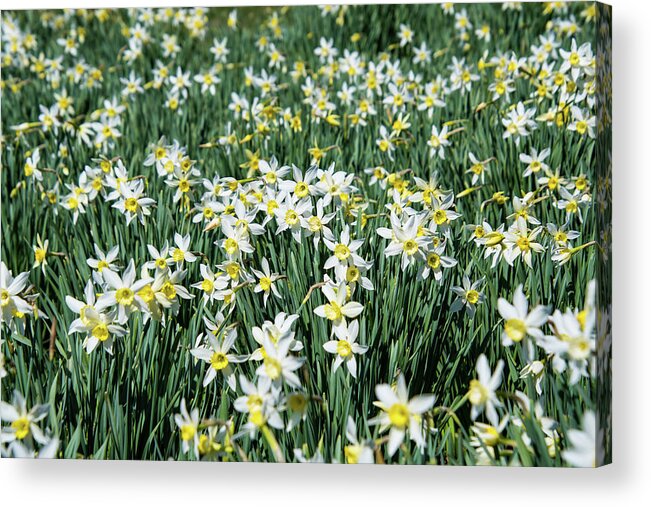 Daffodil Acrylic Print featuring the photograph Standing Tall Together by Rose Guinther