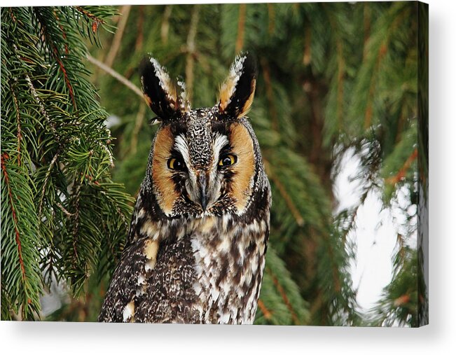 Owl Acrylic Print featuring the photograph Stare Down by Debbie Oppermann