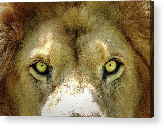Lion Acrylic Print featuring the photograph Stare Down by Lens Art Photography By Larry Trager