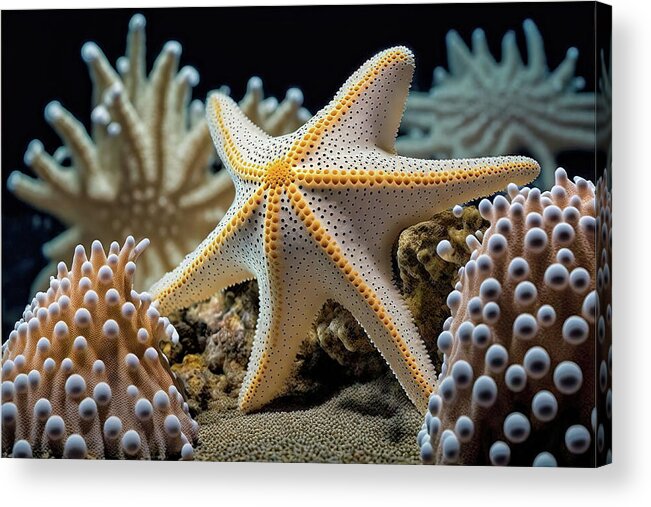 Starfish Acrylic Print featuring the photograph Starfish by Jim Vallee