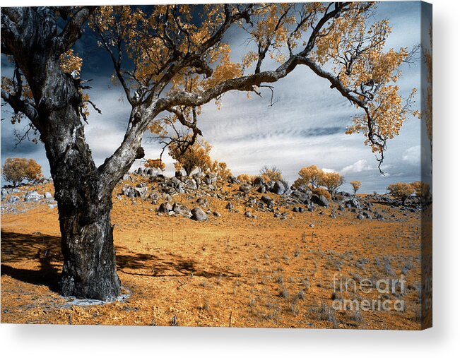 Tree Acrylic Print featuring the photograph Stark colour by Russell Brown