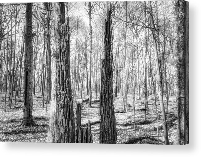 Monochrome Forest Acrylic Print featuring the photograph Stark Forest by Jim Signorelli