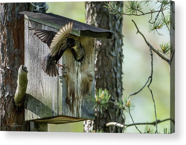 Starling Acrylic Print featuring the photograph Starling feed the nestling deep in the throat by Torbjorn Swenelius