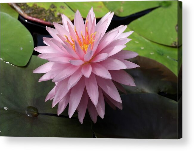 Water Lily Acrylic Print featuring the photograph Starry Water Lily by Mingming Jiang