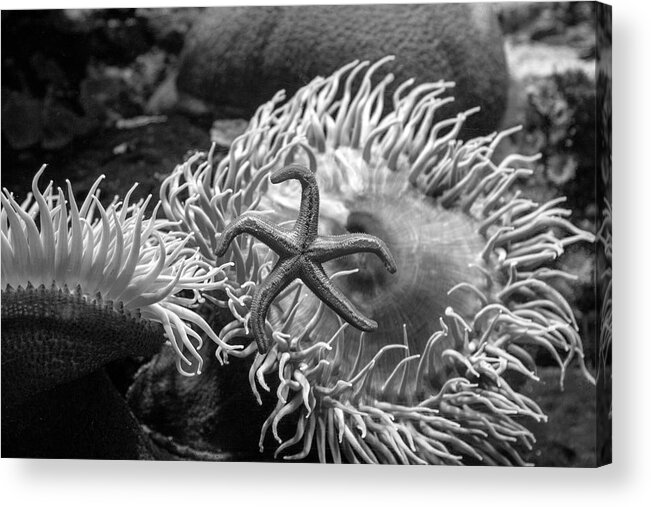 Black And White Acrylic Print featuring the photograph Starstuck by Gina Cinardo