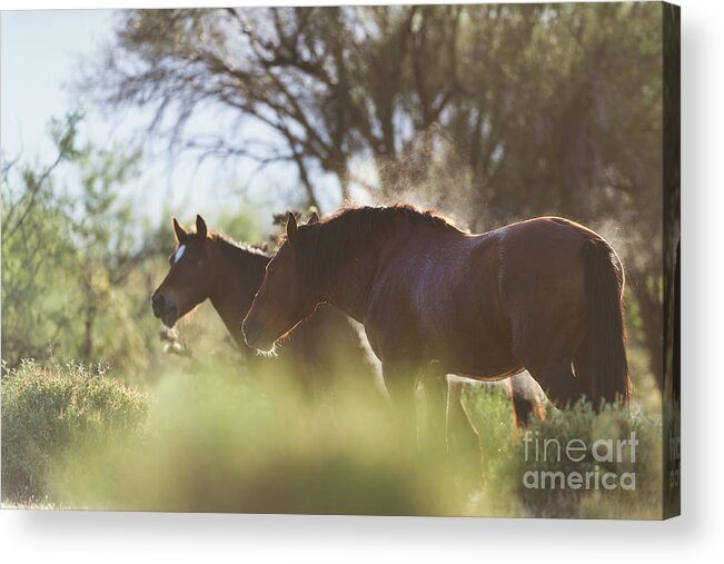 Stallion Acrylic Print featuring the photograph Steaming by Shannon Hastings