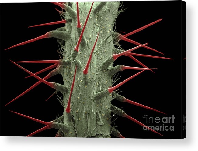 Alternative Medicine Acrylic Print featuring the photograph Stinging Nettle SEM by Ted Kinsman