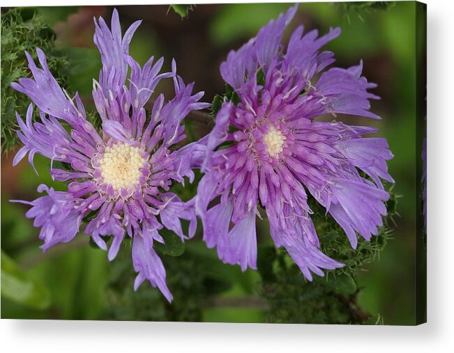 Stoke’s Aster Acrylic Print featuring the photograph Stoke's Aster Flower 5 by Mingming Jiang