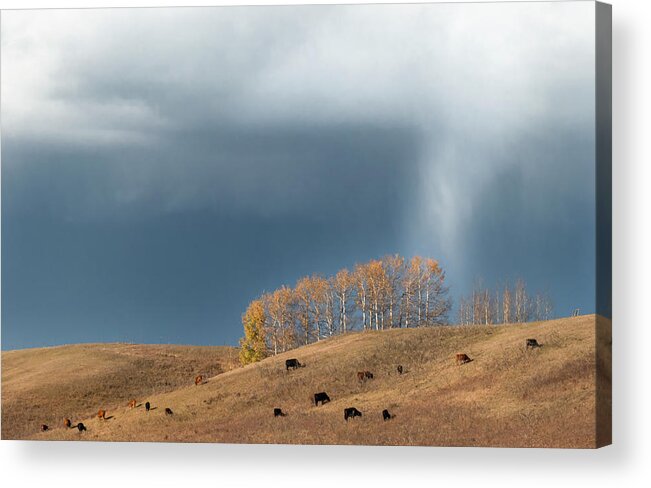 Pasture Acrylic Print featuring the photograph Storm over an Alberta fall pasture by Phil And Karen Rispin