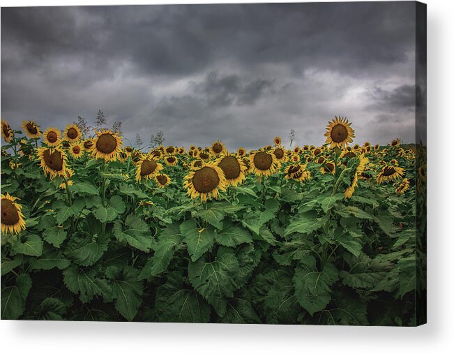 Landscape Acrylic Print featuring the photograph Stormy Sunflower Series II by Tricia Louque