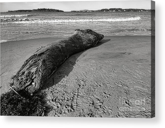 Popham Acrylic Print featuring the photograph Stranded Beast on Popham Beach by Olivier Le Queinec