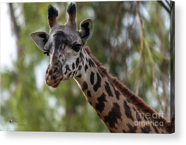 San Diego Zoo Acrylic Print featuring the photograph Stretching My Neck Out for This Photograph by David Levin