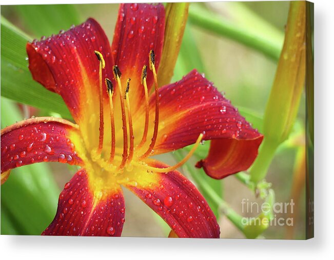 Elegant Acrylic Print featuring the photograph Striking in Red by Amy Dundon